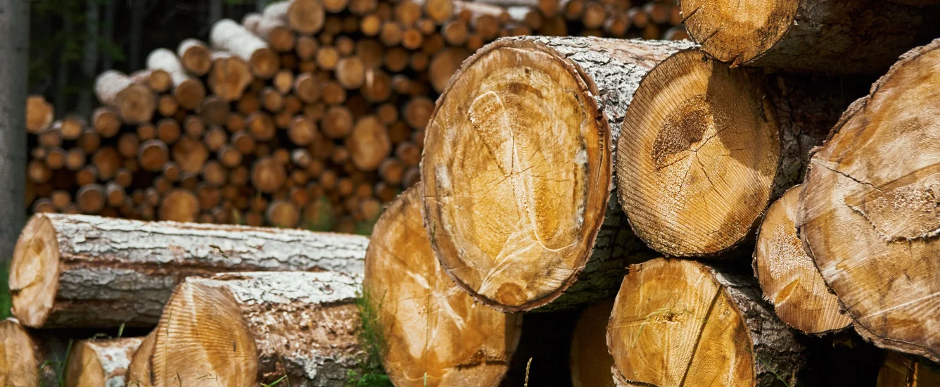 lumber-timber-oak-timber-hardwood-timber-sawn-timber-wood-processing-raw-timber-sleepers-silvaris-en